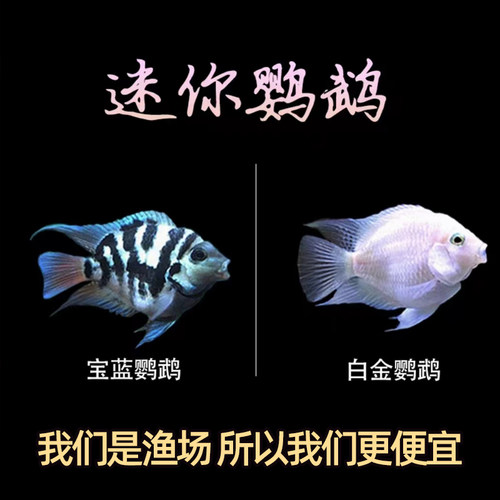 迷你鹦鹉鱼冷水鱼淡水活鱼水族观赏鱼冷水活体活鱼白金宝蓝鹦鹉鱼