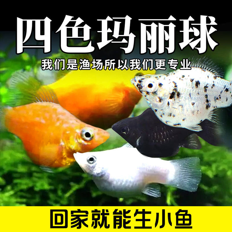 四色玛丽球奶牛玛丽球皮球鱼胎生鱼直接生小鱼小型热带观赏鱼活体