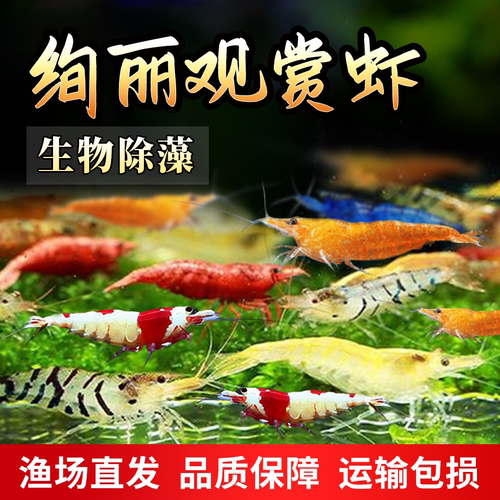 活体除藻蓝钻雪球观赏虾