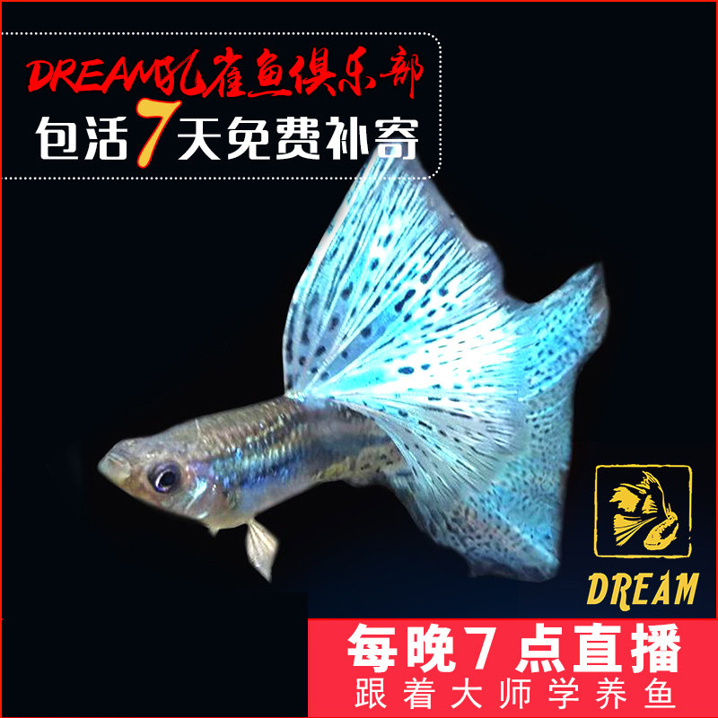 台灣蝶翼純種熱帶魚蘭草尾孔雀魚籃草藍草種魚大背大c緞帶在類目 寵物/寵物食品及用品, 水族世界, 魚中 - 來自Buy2taobao.com提供專業的淘寶代購服務