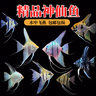 秘鲁七彩神仙鱼活体观赏鱼燕鱼秘鲁红头玻璃墨燕小型鱼苗套餐包邮