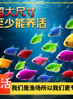 水族养殖天使鱼糖果色天使拉拉鱼活体观赏鱼热带鱼活鱼小型鱼混养