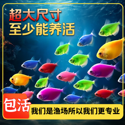 水族养殖天使鱼糖果色天使拉拉鱼活体观赏鱼热带鱼活鱼小型鱼混养