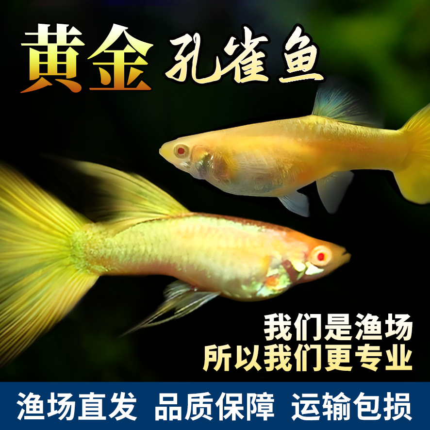 精品满鳞黄金24K 孔雀鱼活体活鱼热带鱼七彩蕾丝孔雀鱼观赏鱼