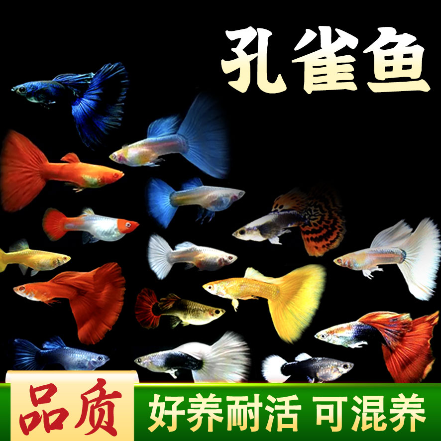 精品孔雀鱼合集蓝白天空蓝孔雀鱼活体活鱼热带鱼高端孔雀鱼观赏鱼