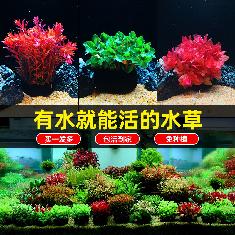 火山石水草植物鱼缸造景水培阴性蜈蚣草绿菊真草摆件水族箱全套餐,宠物/宠物食品及用品,水草,淘宝优惠券,粉丝福利购,淘宝优惠卷