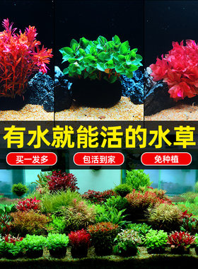 火山石水草植物鱼缸造景水培阴性蜈蚣草绿菊真草摆件水族箱全套餐