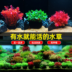 火山石水草植物鱼缸造景水培阴性蜈蚣草绿菊真草摆件水族箱全套餐