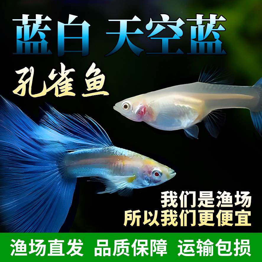 【热带】鱼精品蓝白天空蓝孔雀鱼活体活鱼高端孔雀鱼观赏鱼