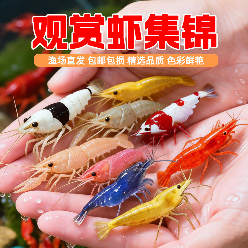 观赏虾活体淡水宠物除藻虾黑壳虾黄金米水晶虾樱花虾极火虾工具虾