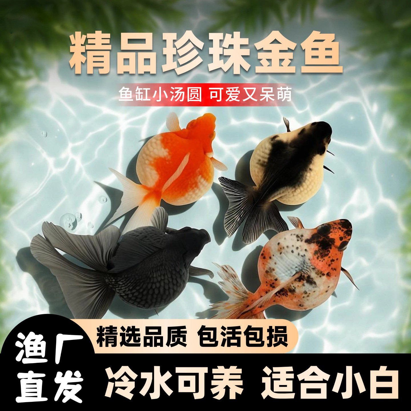 皮球皇冠珍珠金鱼活体红白五花珍珠鳞冷水观赏鱼好养活淡水鱼苗