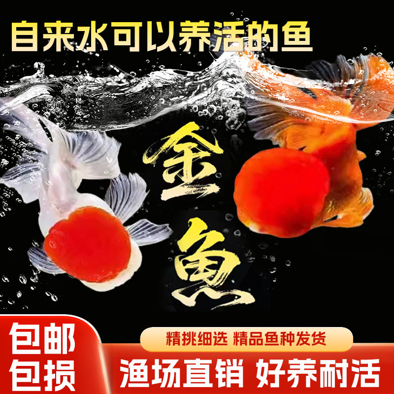 金鱼活鱼兰寿观赏鱼鹤顶红国狮耐活冷水宠物小型淡水锦鲤草金鱼