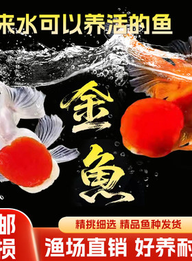 金鱼活鱼兰寿观赏鱼耐活