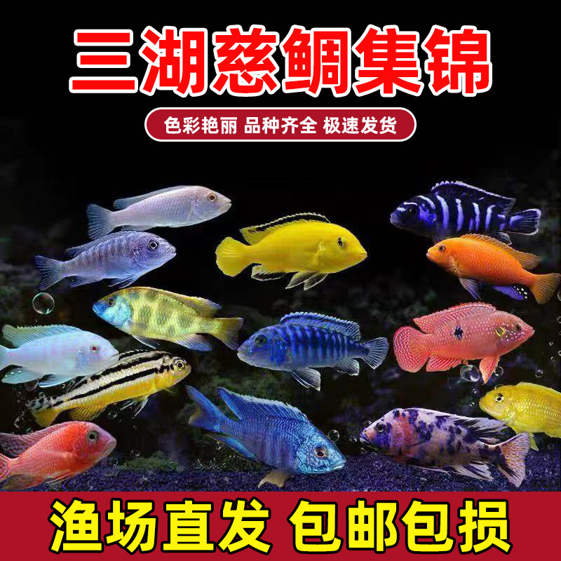 三湖慈鲷鱼黑线王子活体中小型耐养易活热带观赏鱼马鲷坦鲷淡水鱼