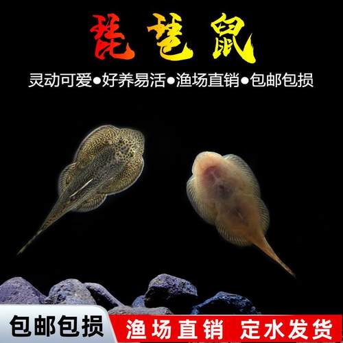 琵琶鱼大鳅吸鳅原生鱼冷水鱼除藻鱼观赏鱼双盘吸鳅不加温
