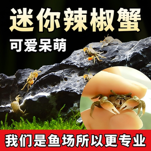 观赏蟹活体螃蟹宠物蟹水族箱水草迷你辣椒蟹将军蟹相手蟹