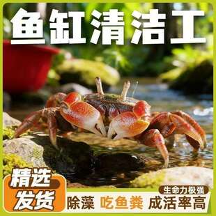 观赏蟹活体螃蟹宠物蟹水族箱水草迷你辣椒蟹将军蟹相手蟹