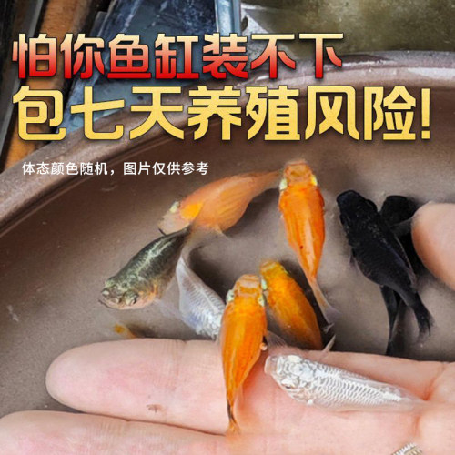 观赏鱼精品玛丽球活体新手好养玛丽球带胎热带鱼小型活鱼混养小鱼