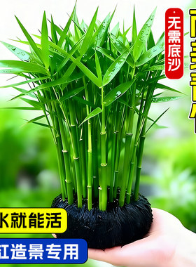 南美青竹水草鱼缸净水增氧