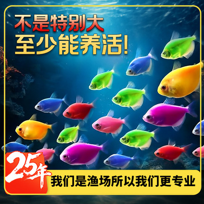 水族养殖天使鱼糖果色天使拉拉鱼活体观赏鱼热带鱼活鱼小型鱼混养