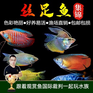 黄曼龙蓝曼龙血红丽丽五彩丽丽活鱼活体小型热带鱼观赏鱼金波子