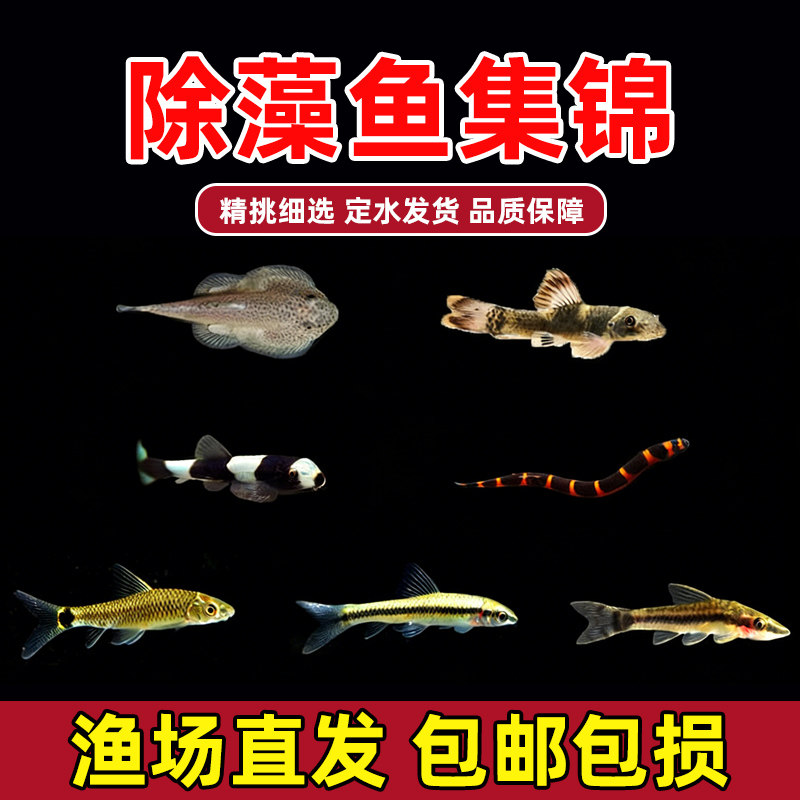 黑线飞狐鱼热带小精灵鱼小猴飞狐鱼苦力泥鳅鱼草缸除藻小型观赏鱼