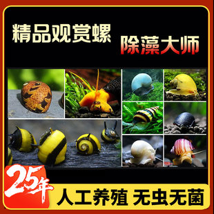 观赏螺海螺清淤除藻活化床底美化水族缸箱鱼缸造景苹果螺
