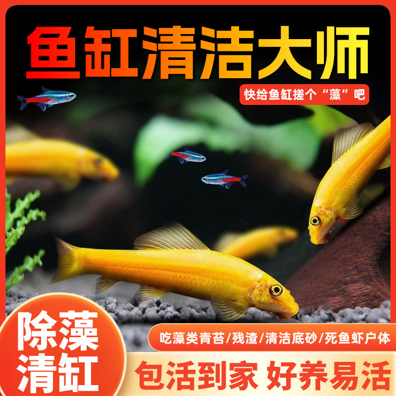 热带清洁鱼金苔鼠活体活观赏鱼工具鱼除藻吃粪便垃圾清鱼缸清道夫