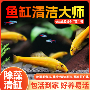 热带清洁鱼金苔鼠活体活观赏鱼工具鱼除藻吃粪便垃圾清鱼缸清道夫