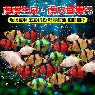 四间虎皮鱼新手好养耐活草缸群游鱼金虎蓝虎小型热带淡水观赏鱼