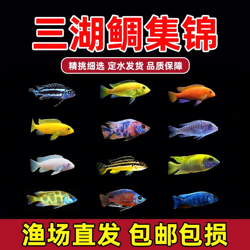 三湖慈鲷活体马雕短雕非洲王子蓝阿里雪中红雪雕热带观赏鱼包邮