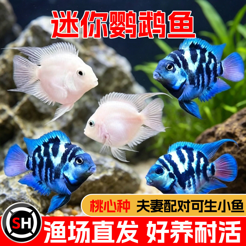 迷你鹦鹉白金鹦鹉宝蓝鹦鹉繁殖鱼热带鱼观赏鱼草缸淡水阿凡达包邮