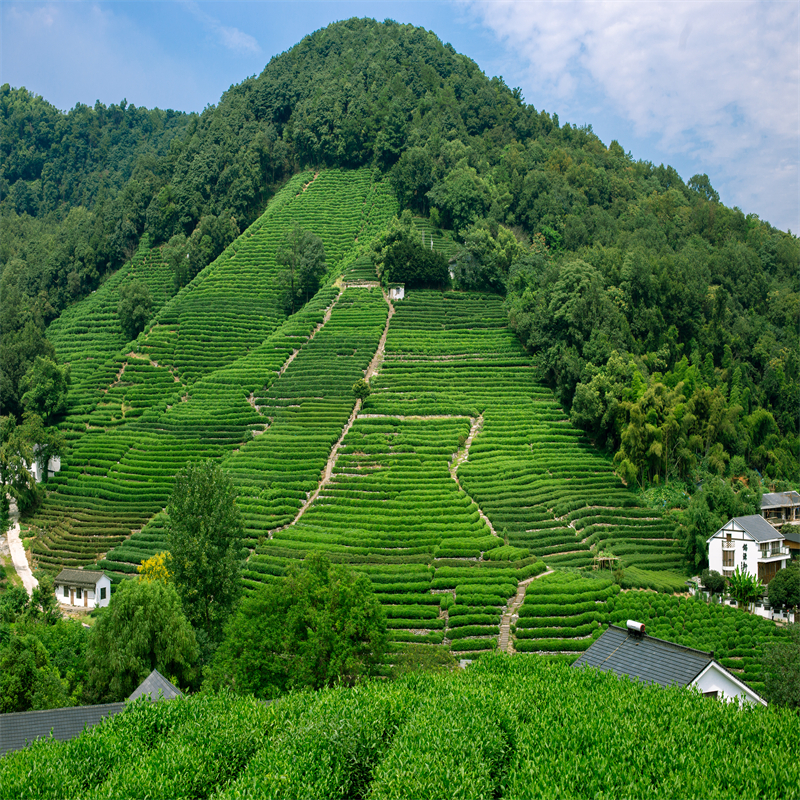 新款直播间背景墙茶园景色茶叶主播采茶带货田园风景直播背景墙布