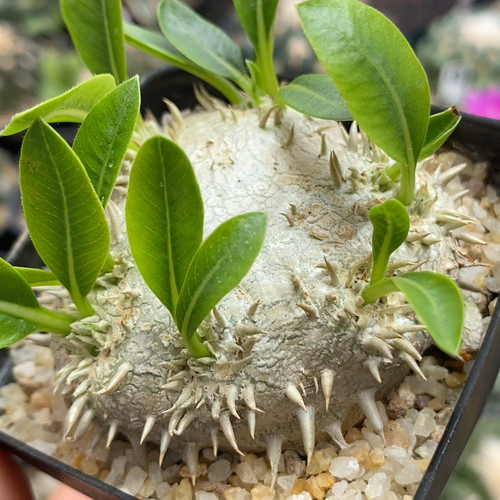 743  惠比须笑实生块根5.5cm