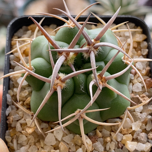 五十铃碧岩玉实生4.2cm966
