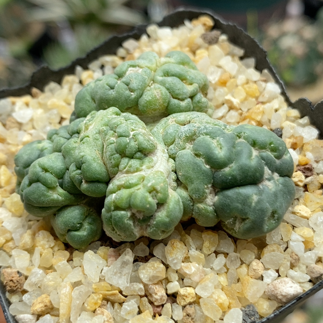 象芽缀5cm829