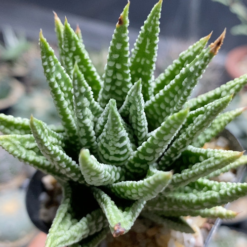 浅涧之星硬叶7.6cm578