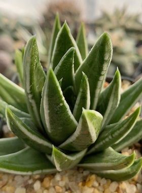 白褶瑞鹤硬叶8.7cm405