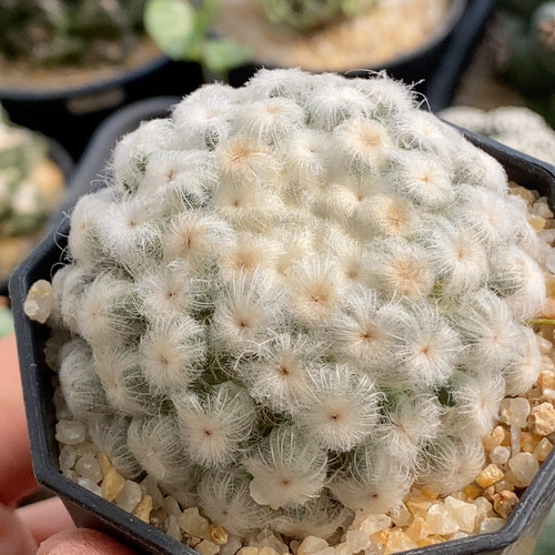 佛头白星5.5cm628