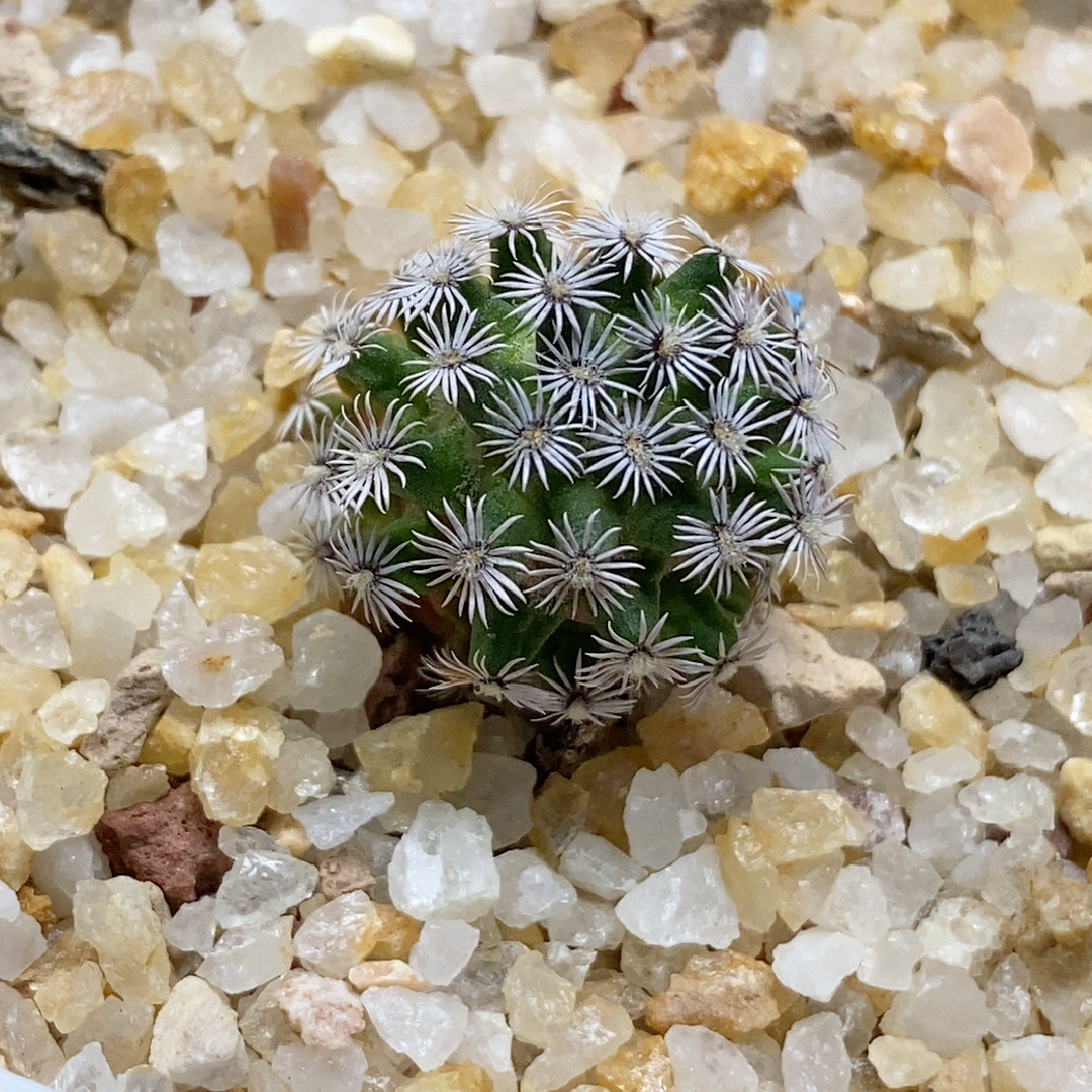 克氏丸实生1.8cm779,鲜花速递/花卉仿真/绿植园艺,多肉植物,淘宝优惠券,粉丝福利购,淘宝优惠卷