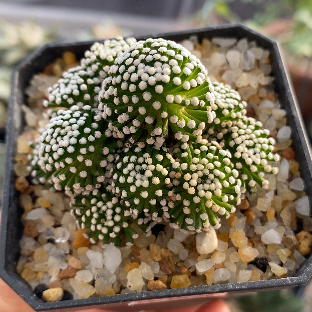 松针牡丹群5.7cm551