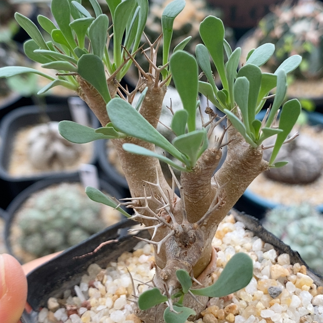 黑鬼殿厚敦菊实生5cm035