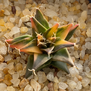 优选散斑帝冠锦实生2.9cm431