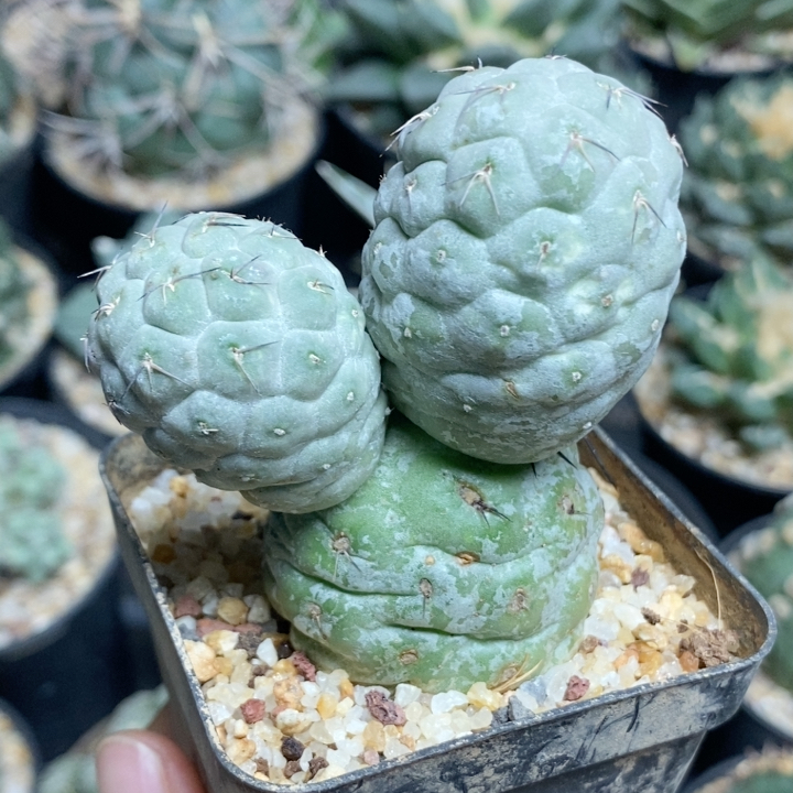 米奇习志野6.5cm393