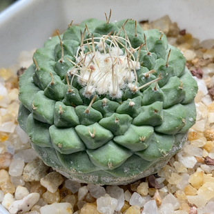 实生菊水3.6cm288