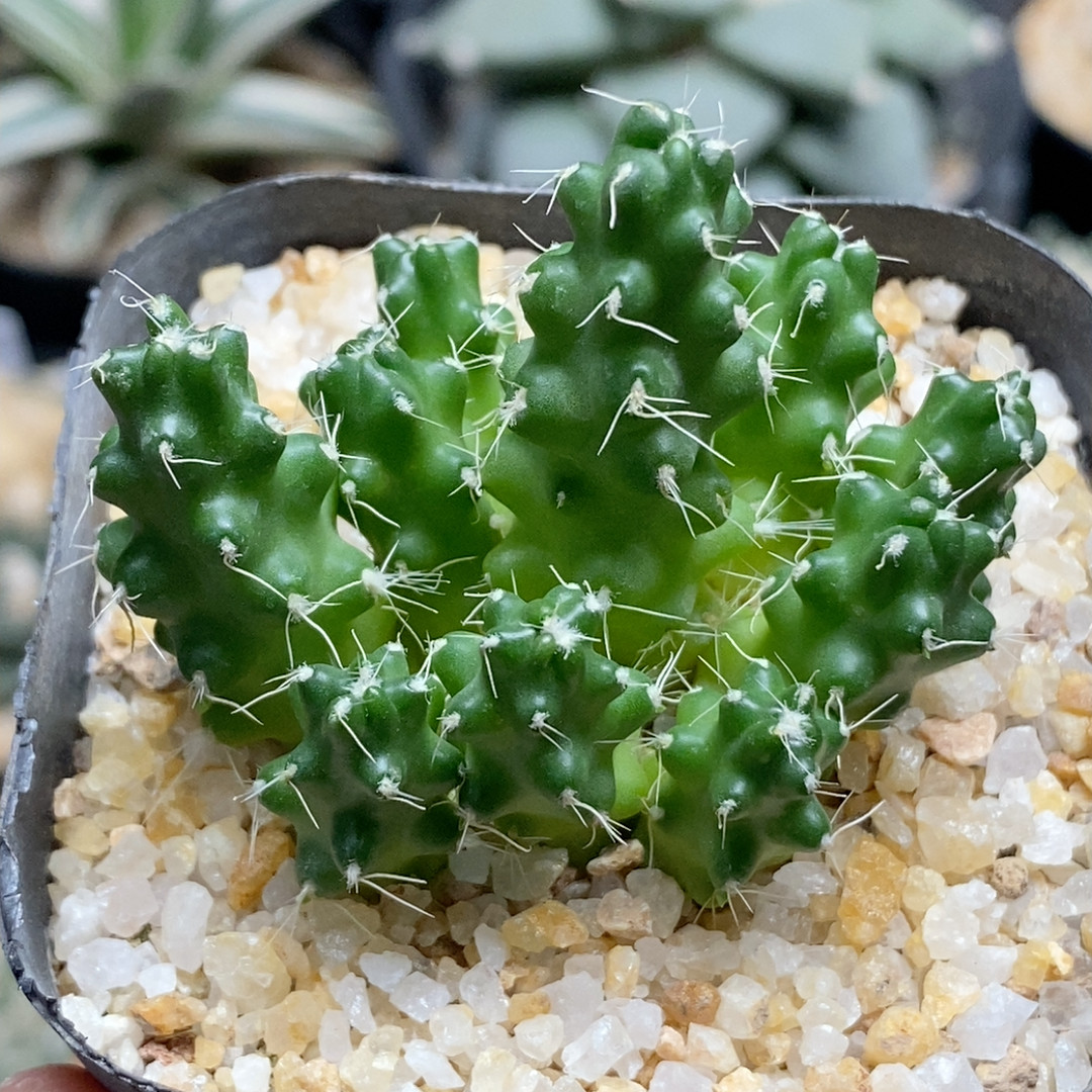 芥子团扇5.1cm731,鲜花速递/花卉仿真/绿植园艺,多肉植物,淘宝优惠券,粉丝福利购,淘宝优惠卷