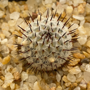 实生直刺佩雷1.7cm052