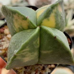 四角鸾锦实生6.4cm512