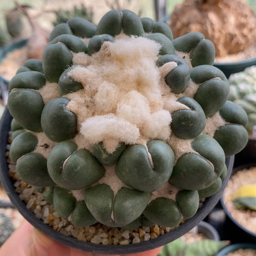 无刺象芽蜘蛛眼10.3cm182
