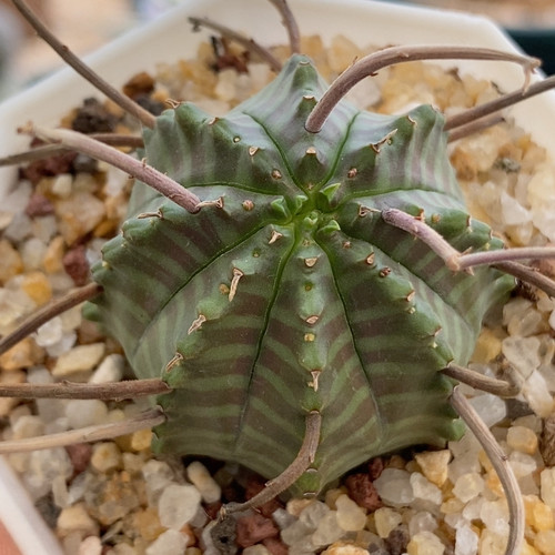 法丽达仙人球4cm193